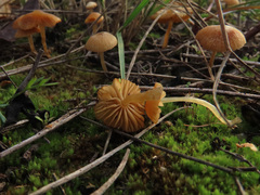 Galerina graminea