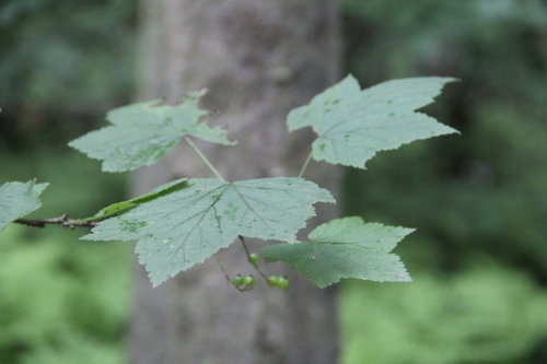 Ribes latifolium iNat (1)