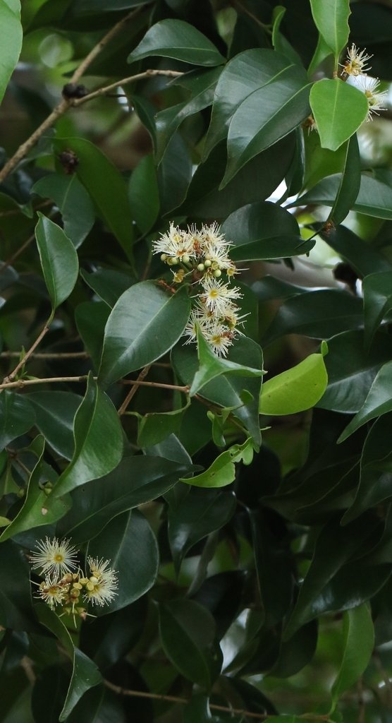 Syzygium levinei; photograph author not stated, no rights reserved