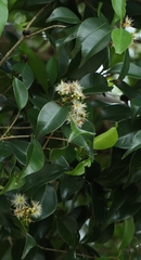 Syzygium levinei