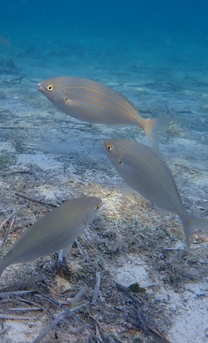 Sarpa salpa