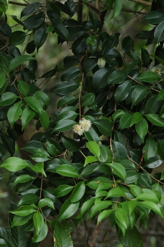 Syzygium levinei, photograph 1