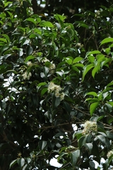 author not stated, no rights reserved Syzygium levinei, photograph author not stated, no rights reserved