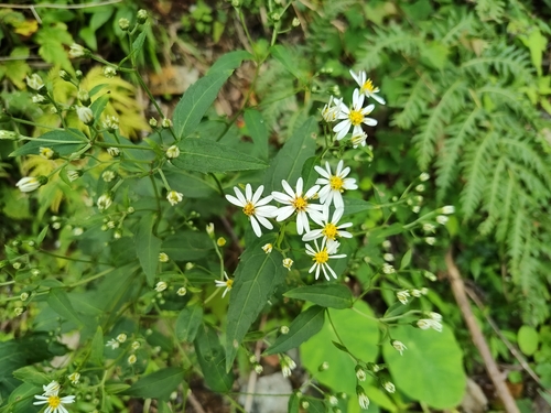 Aster ageratoides iNat (3)