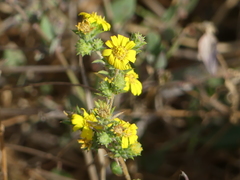 Centromadia fitchii