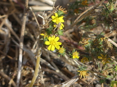 Centromadia fitchii