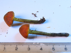 Hygrocybe conicoides