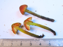 Hygrocybe conicoides