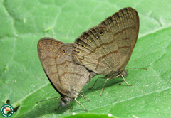 Hermeuptychia fallax