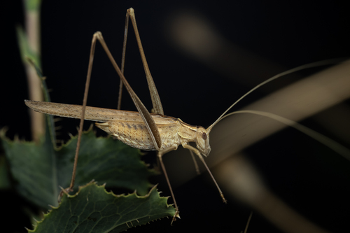 Tylopsis lilifolia (Fabricius, 1793)