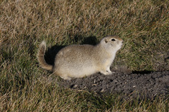 Richardson's Ground Squirrel photo 3