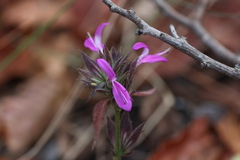 Dicliptera clinopodia, photograph (c) alanbedfordshaw, some rights reserved (CC BY-SA)