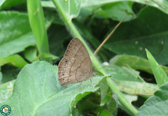 Hermeuptychia fallax