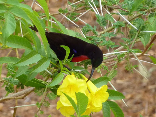 Hunter's Sunbird (Chalcomitra hunteri), photo 5