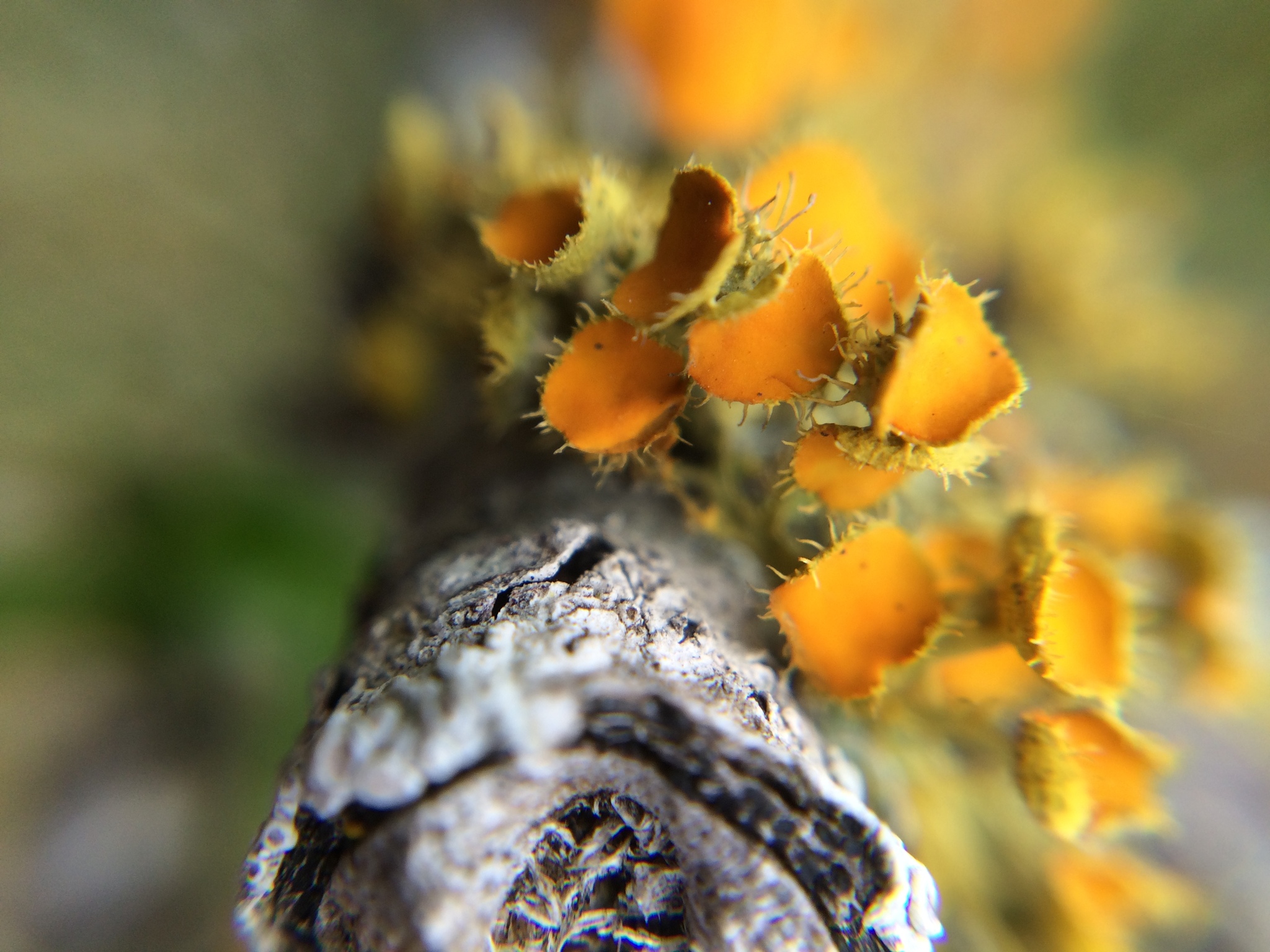 Teloschistaceae image