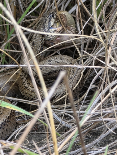 Chilean Slender Snake, Galvarinus chilensis