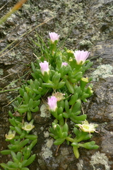 Disphyma australe australe