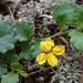 Goodenia rotundifolia - Photo (c) Tony Rodd,  זכויות יוצרים חלקיות (CC BY-NC-SA)