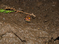 Eutrepsia haemataria