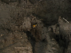 Eutrepsia haemataria