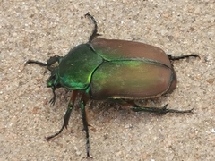Cotinis laticornis