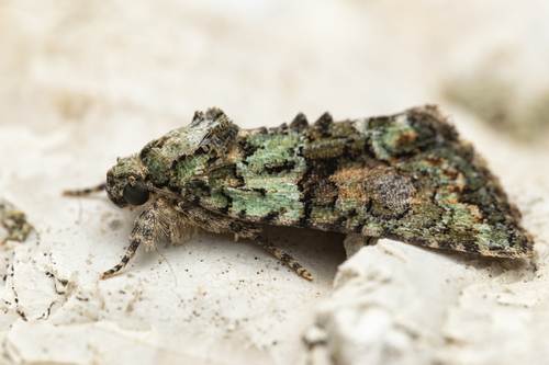 Tree-lichen Beauty