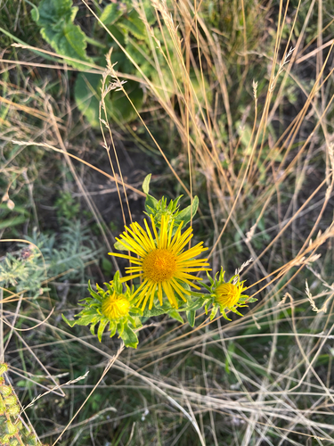 Meadow Fleabane