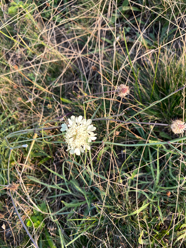 Cream Scabious