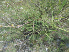 Mimosa albida