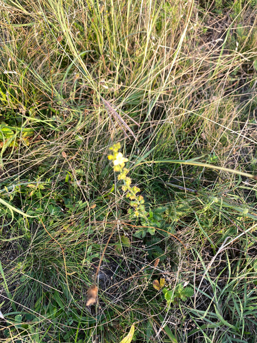 common agrimony