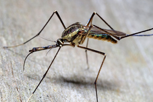 Elephant Mosquito photo 4