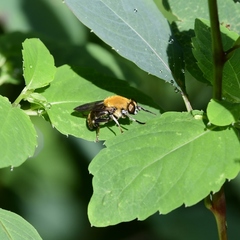 Pterallastes thoracicus