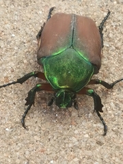 Cotinis laticornis
