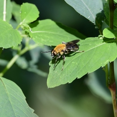 Pterallastes thoracicus