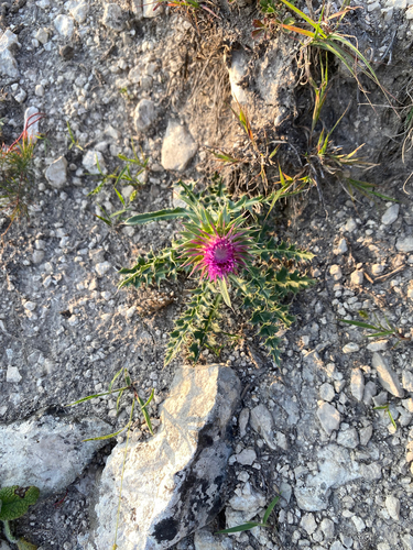 musk thistle