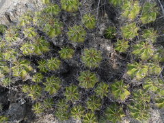 Ferocactus robustus