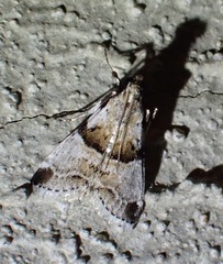Tallula watsoni