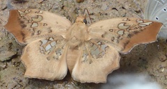 Ctenoptilum vasava