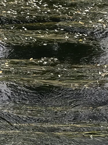 River Water-crowfoot (Ranunculus fluitans)