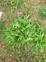 Plantago lanceolata