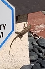 Sceloporus occidentalis