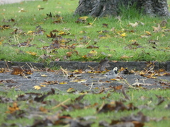 Motacilla alba yarrellii
