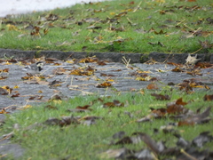 Motacilla alba yarrellii