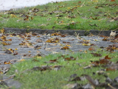 Motacilla alba yarrellii
