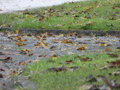 Motacilla alba yarrellii