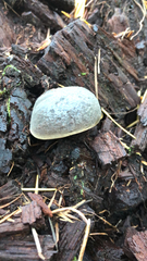 Xerocomellus zelleri