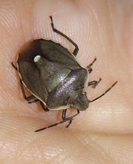 Chlorochroa pinicola