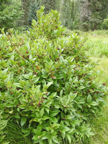 Lonicera involucrata