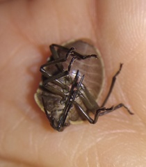Chlorochroa pinicola