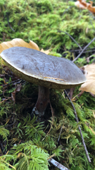 Xerocomellus zelleri